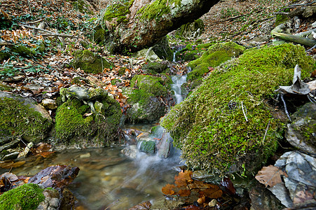 山区流地衣叶子风景森林苔藓绿色图片