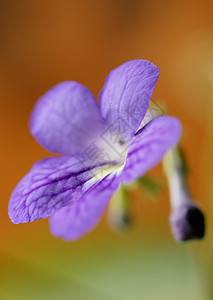 蓝色花开花图片