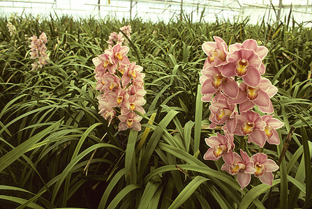 温室里的粉红兰花图片