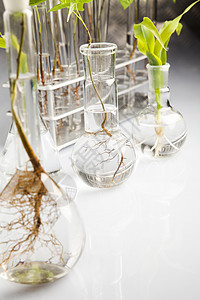 工厂和实验室化学品植物群工程杂草学习科学生物吸管测试技术图片