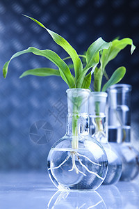 蓝色实验室中的花粉生物植物科学管子植物群实验技术学习化学品生态图片