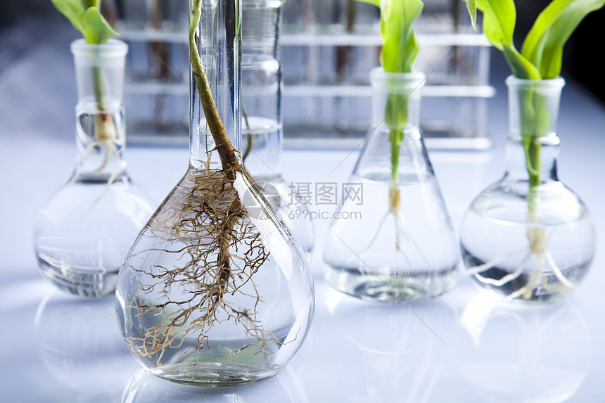 实验实验室中的植物群试验生长管子药品植物叶子生物学杂草学习化学玻璃图片