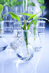 在一个实验室和工厂中工作学习生态化学植物杂草化学品玻璃吸管植物群实验图片
