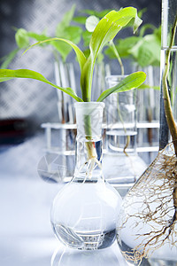 工厂和实验室植物群测试生态化学生物学叶子生长实验生物药品图片
