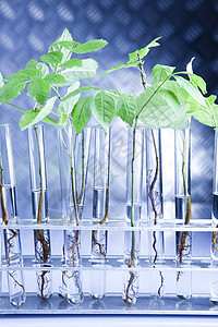 生态实验室科学生物蓝色吸管生物学玻璃杂草测试工程化学品图片
