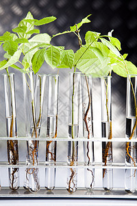 工厂和实验室植物药品实验生态技术生物学植物群工程叶子生物图片