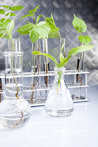 工厂和实验室管子生态科学杂草生物植物群药品实验化学测试图片