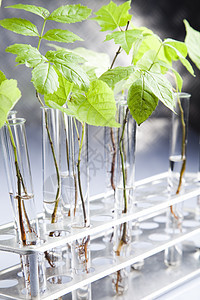 生物技术学习化学叶子实验生态生物学药品生长工程科学图片