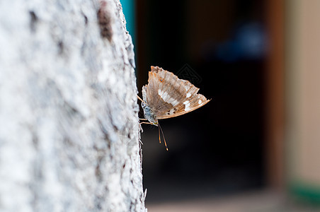 蝴蝶天蓝色自由动物花园宏观动物群活力生活昆虫翅膀图片