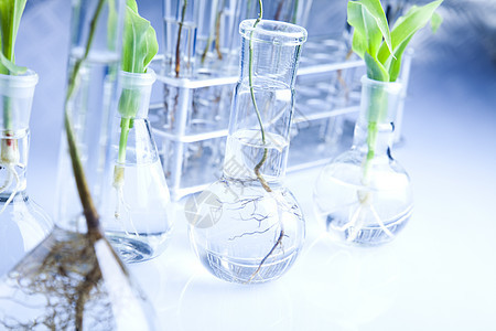 工厂和实验室实验化学品叶子植物测试生物药品吸管生长化学图片