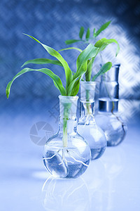 工厂和实验室植物群植物技术杂草工程科学测试生物学玻璃生长图片
