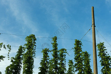 哈利陶的跳地细节植物绿色花园苦味阳光场景农业土地味道天空图片
