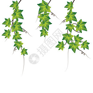 Green iv 矢量说明植物植物学植被藤蔓边界爬行者枝条风格生态夹子图片