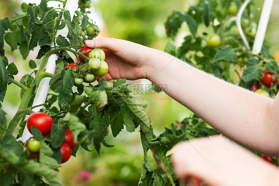 妇女在花园里收获番茄园艺植物园丁采摘蔬菜成人晴天女性收成图片
