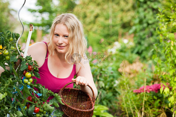 妇女在花园里收获番茄晴天蔬菜园艺收成采摘女性植物园丁成人图片