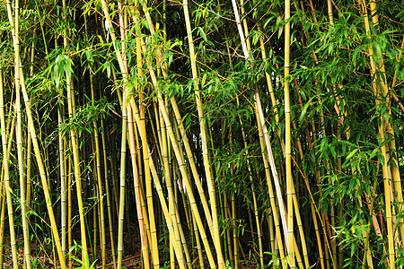 竹林环境花园植物热带背景生活文化生长叶子场景图片