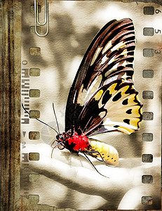 带蝴蝶的旧书图片