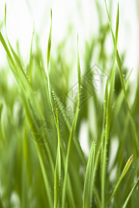 绿绿草农场足球牧场季节墙纸植物场地院子草原生长图片