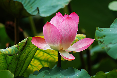 莲体荷叶荷花池睡莲莲藕女孩背景图片