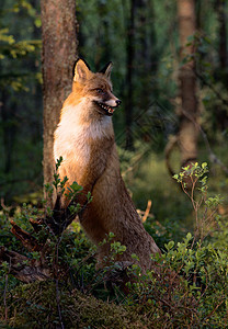 狐狸号动物尾巴森林头发季节野生动物孤独阳光毛皮荒野图片