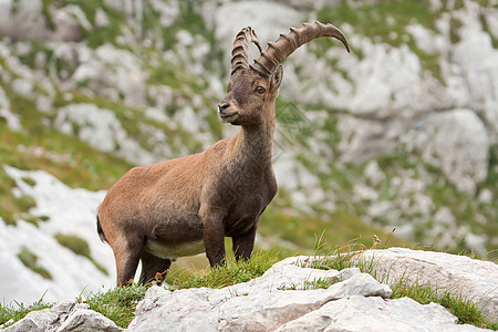高山 Ibex脊椎动物荒野石头白色家畜胡子哺乳动物场地公园国家图片