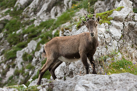 高山 Ibex家畜荒野喇叭国家胡子哺乳动物脊椎动物动物岩石山羊图片