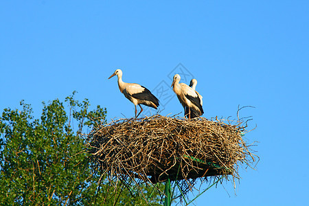 巢中斯托克家族移民天空飞行小屋保姆抛光忠诚托儿所迁移风景图片