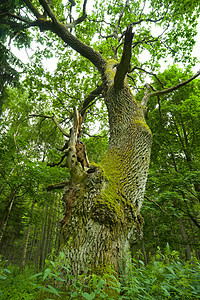 老橡树绿色苔藓树干森林木头图片