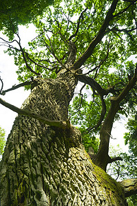 老橡树木头分支机构天空树叶苔藓绿色森林晴天荒野叶子图片