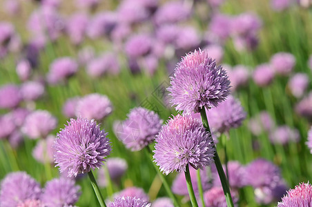 香花花花瓣绿色植物群宏观草本植物花园植物学食物紫色晴天图片