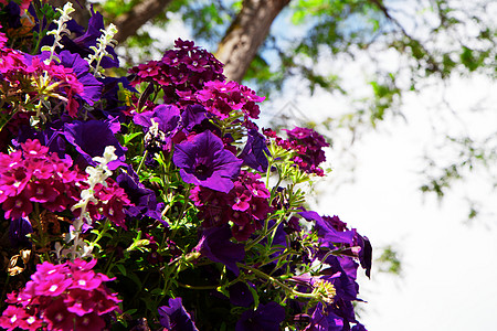 深紫花朵图片