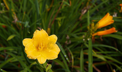 黄色日Lilly植物群花瓣季节性绿色叶子百合花园植物学萱草雌蕊图片