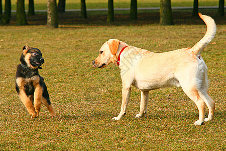 玩狗狗游戏孩子爪子宠物猎犬伴侣童年展览动物友谊忠诚图片