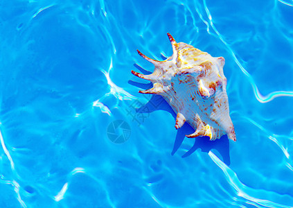 封在水下热带海浪温泉海滩海洋软体钓鱼场景天空贝类图片