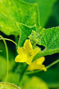 黄瓜花叶子生长植物花园蔬菜食物园艺黄色绿色温室图片