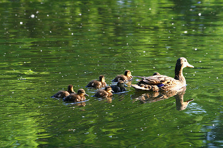 湖边的鸭子家庭女性游泳野生动物小鸭子婴儿团体兄弟姐妹蓝色新生图片