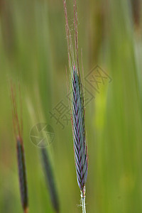 小麦田的小麦收尾图片