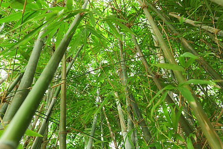 竹林生活丛林热带场景竹子文化环境园艺森林生长图片