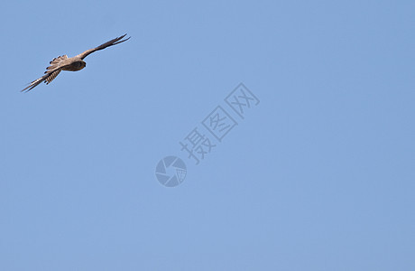 法尔科纳乌曼尼猎人训练动物荒野红隼羽毛鹰人猎物野生动物运动图片
