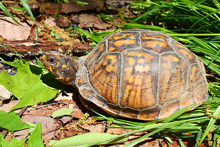 海龟盒卡罗莱牛生物学生态森林场景动物爬虫盒子甲壳科学植被图片