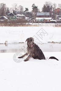 黑狼犬食肉房子池塘动物村庄猎犬宠物黑色猎人动物群图片