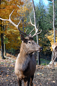 电 Elk哺乳动物骡子天鹅绒喇叭野生动物鹿角游戏场地麋鹿背景图片