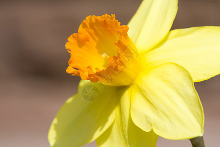 达法迪尔宏观植物黄色植物群美丽晴天水仙花花园植物学花瓣图片