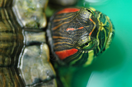 乌龟红毛滑块眼睛宏观水龟速度动物椎骨爬虫脊椎动物宠物青蛙图片
