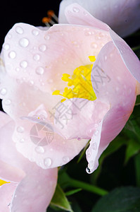 粉红的狗玫瑰花荒野衬套美丽玫瑰黑色植物学树篱花园宏观粉色图片