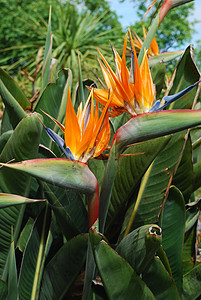 斯特列利吉亚斯 天堂之花鸟花园植物群植物学橙子异国情调旅行植物叶子热带图片