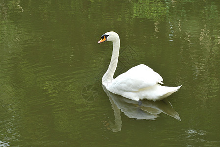 湖边的静音天鹅野生动物羽毛草地鸟类账单白色动物鸭子荒野绿色图片