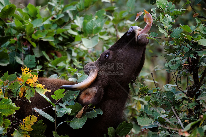 盖堡植物奶牛树叶荒野动物园生物牛角生活哺乳动物森林图片