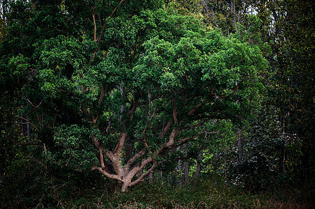 神秘树公园生态植物季节林地场景森林草地木头环境图片