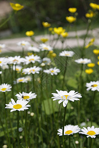 野白花菊图片